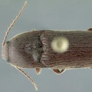 thumbnail for publication: Corn wireworm Melanotus communis Gyllenhal (Insecta: Coleoptera: Elateridae)